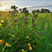 Sunset Backlights Wildflowers In Glacial Park Poster