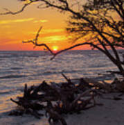 Sunset Cradled By A Tree On Barefoot Beach Florida Poster