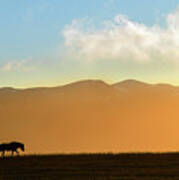 Sunset Icelandic Horse Silhouette Poster