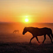 Sunset Mustang Stallion Poster