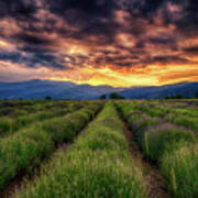 Sunset Over Lavender Field Poster