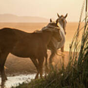 Sunset Reeds Poster