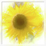 Super Soft Sunflower Poster