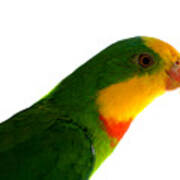 Superb Parrot Polytelis Swainsonii Poster