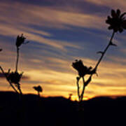 Superbloom Sunset In Death Valley 100 Poster