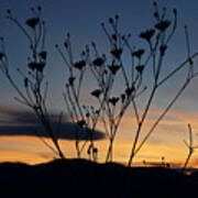 Superbloom Sunset In Death Valley 103 Poster