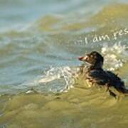 Surf Scoter Says I Am Resilient Poster