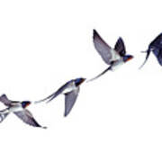 Swallow Flight Series Poster