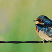 Swallow On Barbed Wire Poster