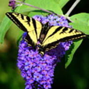 Swallow Tail Butterfly Poster