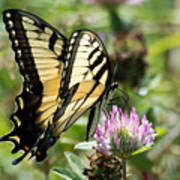 Swallowtail Butterfly Poster