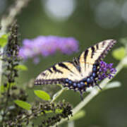 Swallowtail Poster