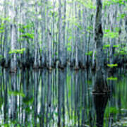 Swamp In Louisiana Poster