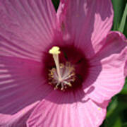 Swamp Rose Mallow Poster