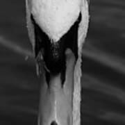 Swan Monochrome Poster