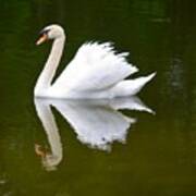 Swan Reflecting Poster