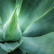 Swan's Neck Agave 1 Poster