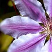 Sweet Nelly Clematis Poster