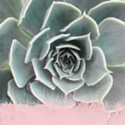 Sweet Pink Paint On Succulent Poster