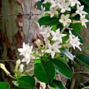 Sweet Stephanotis Poster