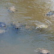 Swimming Turtles Poster