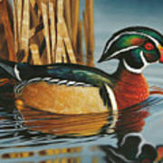 Swimming Wood Duck Poster