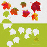Sycamore Leaves Fall Fell Fallen Poster