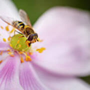 Syrphus Ribesii Hoverfly On Flower Poster
