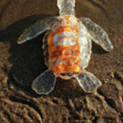 Taco Sauce Baby Sea Turtle From The Feral Plastic Series By Adam Poster