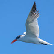 Taking A Tern For The Better Poster