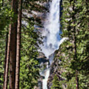 Tall Trees Yosemite Falls Poster