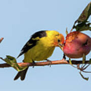 Tanager Eating Crabapple Poster