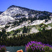 Tanaya Lake Wildflowers Yosemite Poster