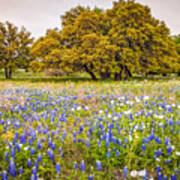 Tapestry Of Wildflowers At Willow City Loop - Texas Hill Country Poster
