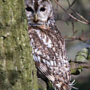 Tawny Owl In A Woodland Poster