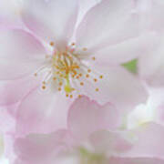 Tender Bloom Of Sakura Poster