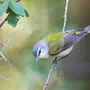 Tennessee Warbler Poster