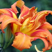 Tequilla Sunrise Daylilly Poster