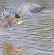 Tern Poster