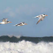Terns In Flight Poster