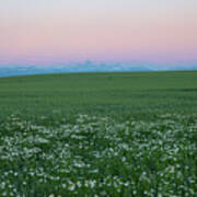 Tetons With Daisies Poster