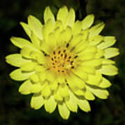 Texas Dandelion Poster