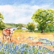 Texas Longhorn And Bluebonnets Poster