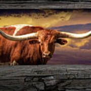 Texas Longhorn Steer At Sunset Looking Through The Fence Rails Poster