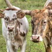 Longhorn Mother And Son Poster