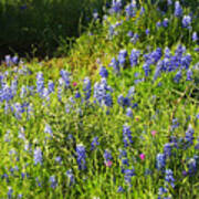 Texas State Wildflower In Spring Poster