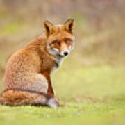 That Look - Red Fox Male Poster