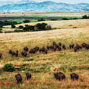 The American Bison Herd Poster