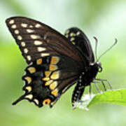The Beautiful Black Swallowtail Poster