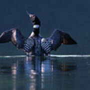 The Beauty And Strength Of A Common Loon Poster